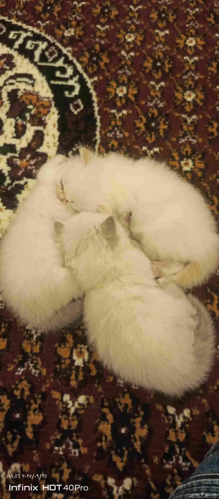 قطط مهجن سكتش مع شيرازي 0