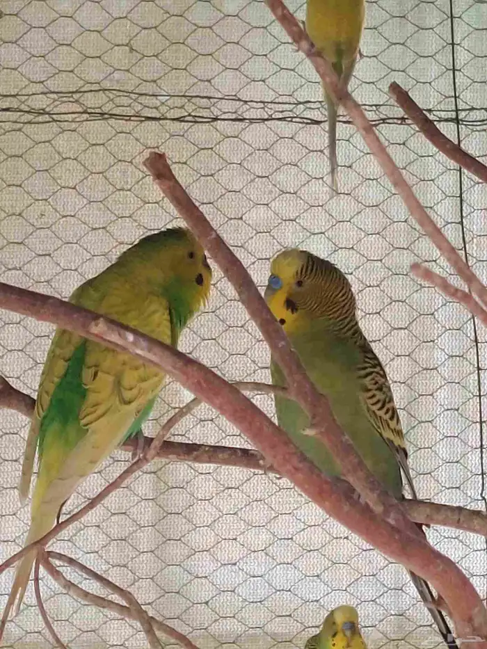 اجواز حب انتاجي وكلها منتجه شرط 7