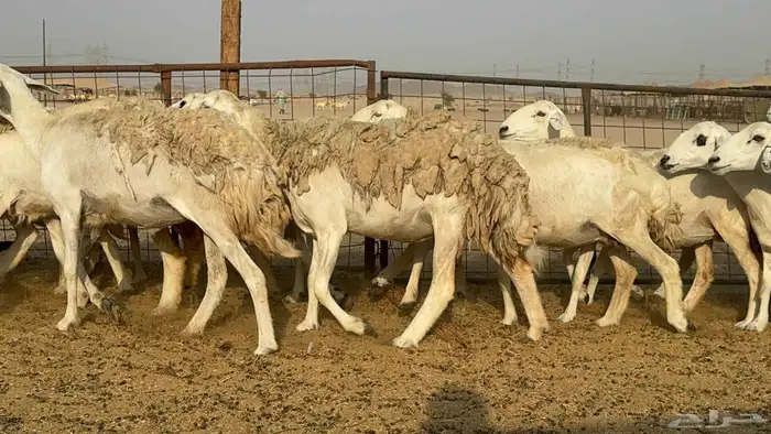 غنم حريات حرش دفيع 2