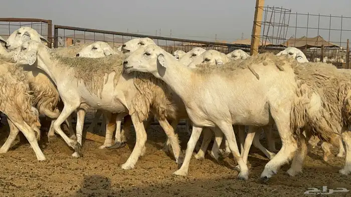 غنم حريات حرش دفيع 5