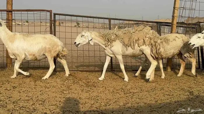 غنم حريات حرش دفيع 1