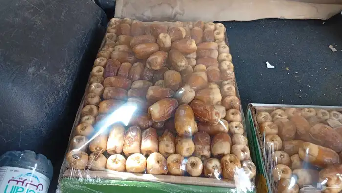 لبيع صقعي ملكي سعر رخيص وطيب 2