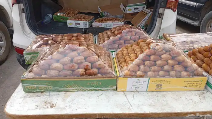 لبيع صقعي ملكي سعر رخيص وطيب 1