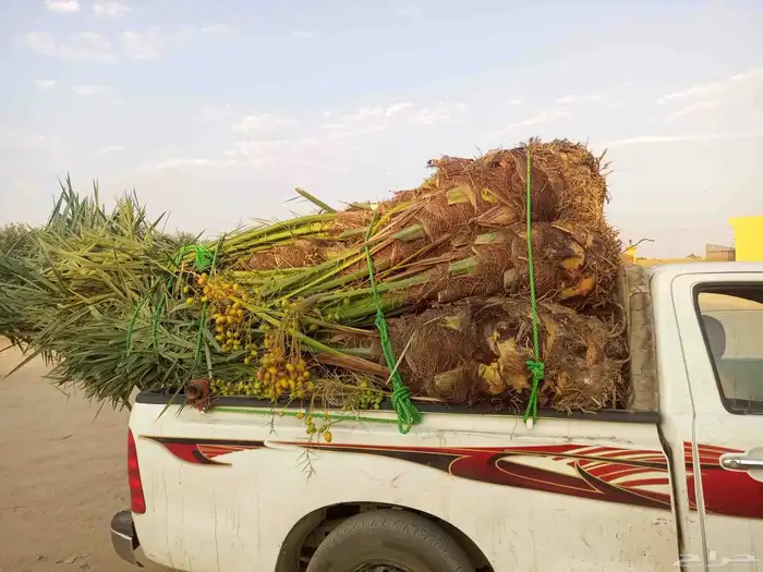 السلام عليكم ورحمه الله وبركاته يوم الخميس بالليل واصل نخل م 8