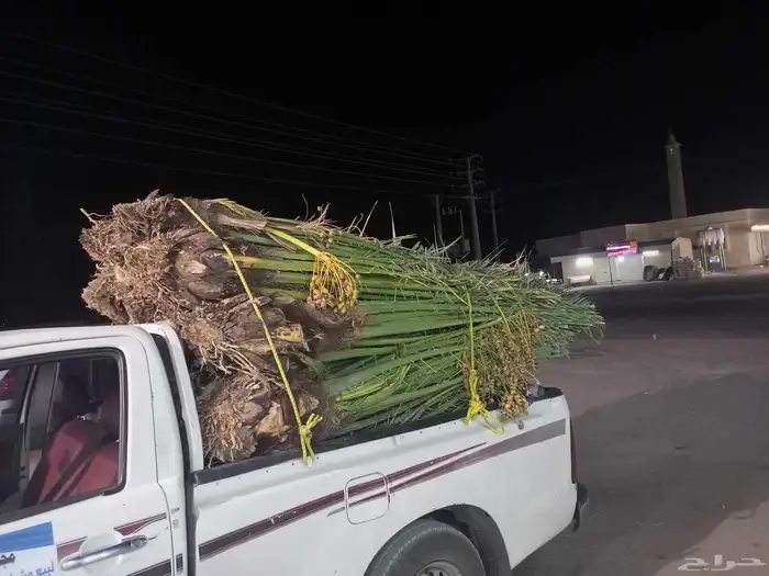 السلام عليكم ورحمه الله وبركاته يوم الخميس بالليل واصل نخل م 6