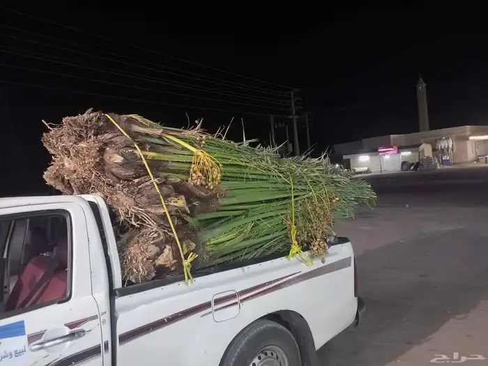 السلام عليكم ورحمه الله وبركاته يوم الخميس بالليل واصل نخل م 7