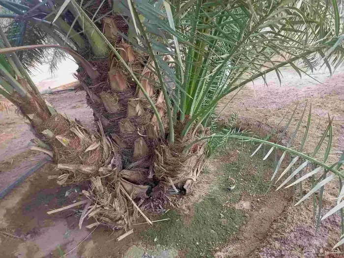 السلام عليكم ورحمه الله وبركاته يوم الخميس بالليل واصل نخل م 1