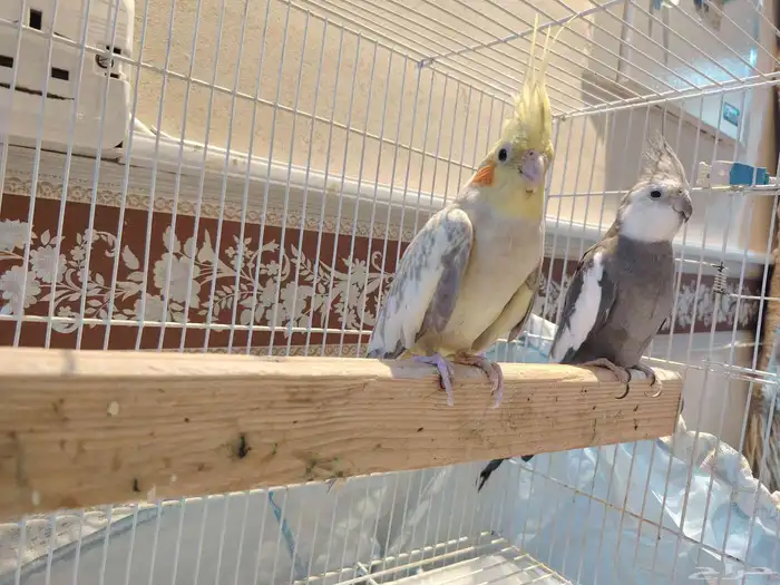 زوج كروان السعر قابل للتفاوض 1