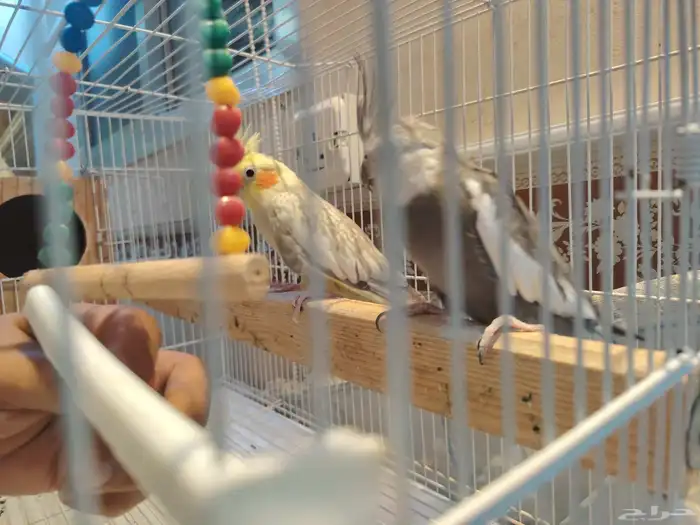 زوج كروان السعر قابل للتفاوض 2