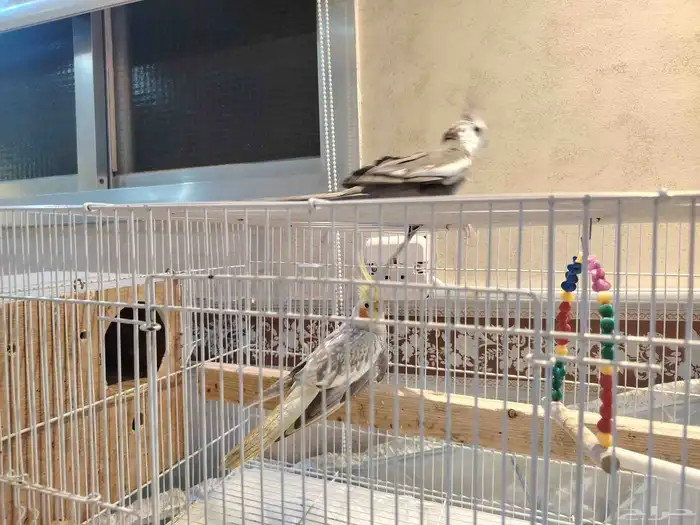 زوج كروان السعر قابل للتفاوض 0