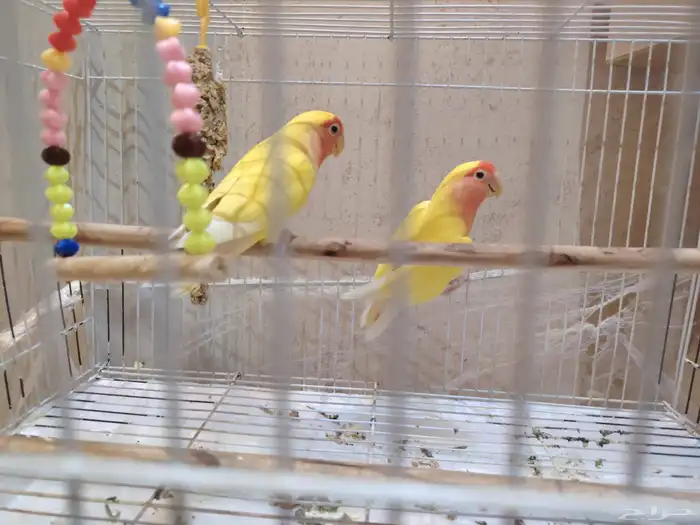 زوج روز مع اربع بيضات السعر قابل للتفاوض 0