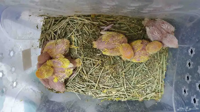 طيور فروخ روز اورنج البينو اوبلاين غر ببغاء 1