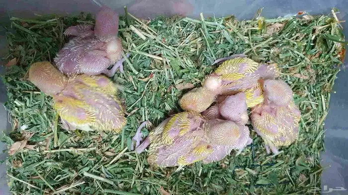 طيور فروخ روز اورنج البينو اوبلاين غر ببغاء 3