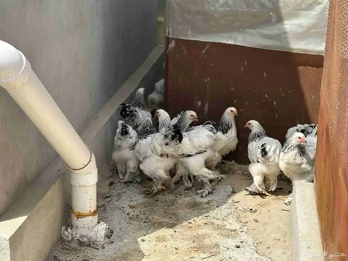 دجاج برهما كلمنبي 5