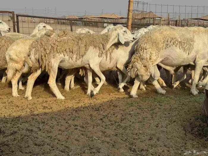 غنم حريات حرش دفيع 3
