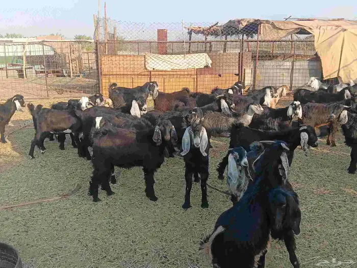 تيوس العددد فوق 60 الاغلب مخاصي سمان ونظافه شرط محصنه جميع ا 5