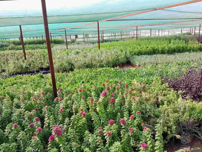 تنسيق حدائق 0