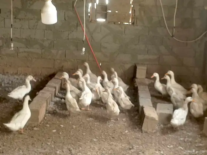 بط بكيني العمر حول 4 شهور 0