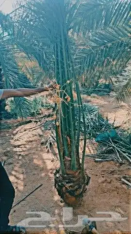نخيل 6