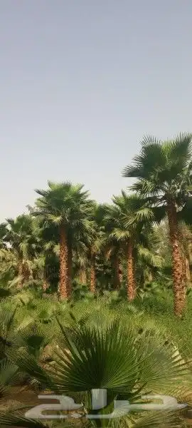 نخيل واشنطونيا ونخيل مثمر 0
