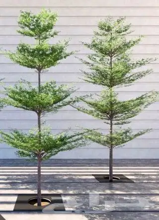 يوجد لديناء شجر الترمناليا وأشجار الزيتون وشجر الظل والأشجار 2