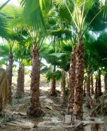 نخل للبيع نقايل فسايل نخيل صقعي مجدول واشنطني دخيني سكري غر 9