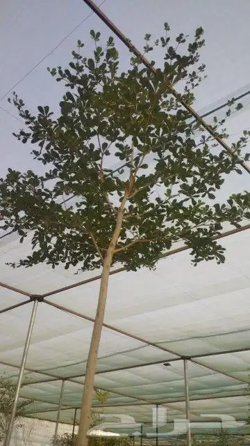 يوجد لديناء شجر الترمناليا وأشجار الزيتون وشجر الظل والأشجار 0