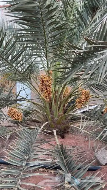 نخل طيب جميع الانواع متوفره 1