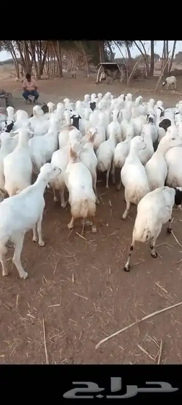 ضان رفيديت دفيع طيبه 0