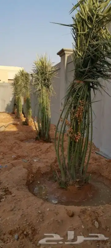 نخيل واشنطونيا ونخيل مثمر 8