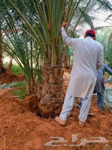نخل للبيع نقايل فسايل نخيل صقعي مجدول واشنطني دخيني سكري غر 2