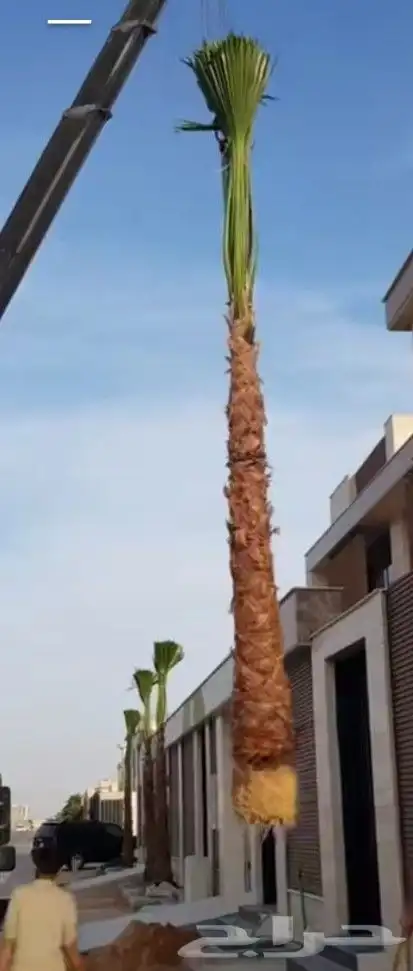 نخل واشنطني زينه 1
