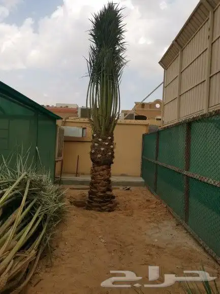 نخيل واشنطونيا ونخيل مثمر 9