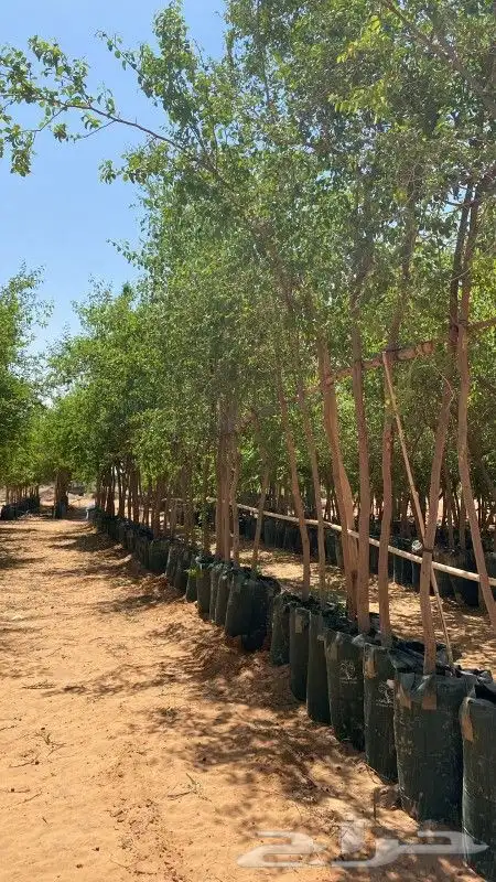 يوجد لديناء شجر الترمناليا وأشجار الزيتون وشجر الظل والأشجار 4