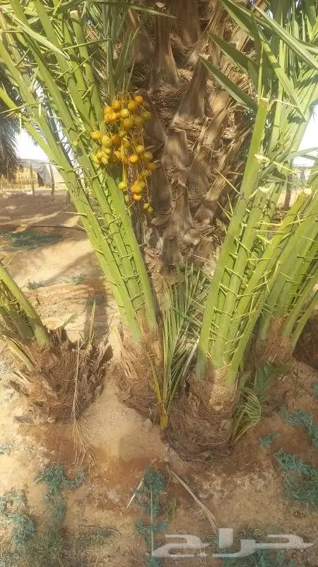 نخل طيب جميع الانواع متوفره 3