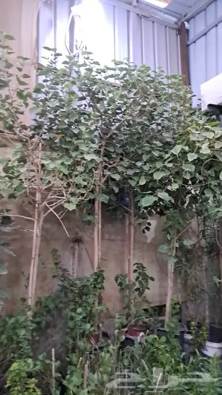 يوجد لديناء شجر الترمناليا وأشجار الزيتون وشجر الظل والأشجار 7