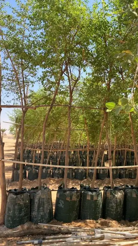 يوجد لديناء شجر الترمناليا وأشجار الزيتون وشجر الظل والأشجار 3