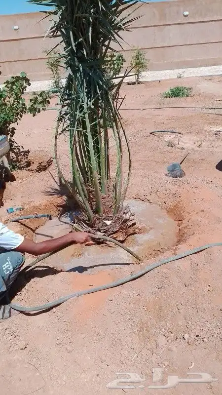 نخل طيب جميع الانواع متوفره 0