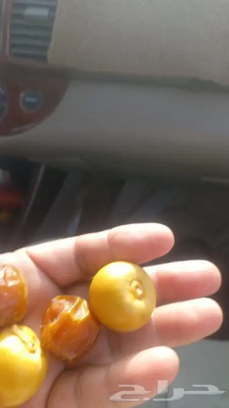 نخل طيب جميع الانواع متوفره 4