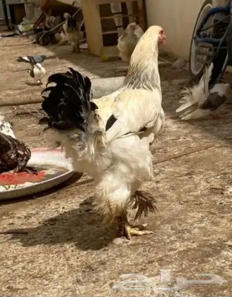 طقم دجاج براهما كلومبي كونك 5