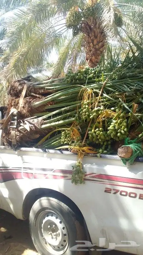 نخيل 3