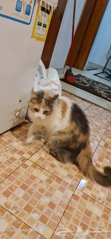 قطه للتبني 2