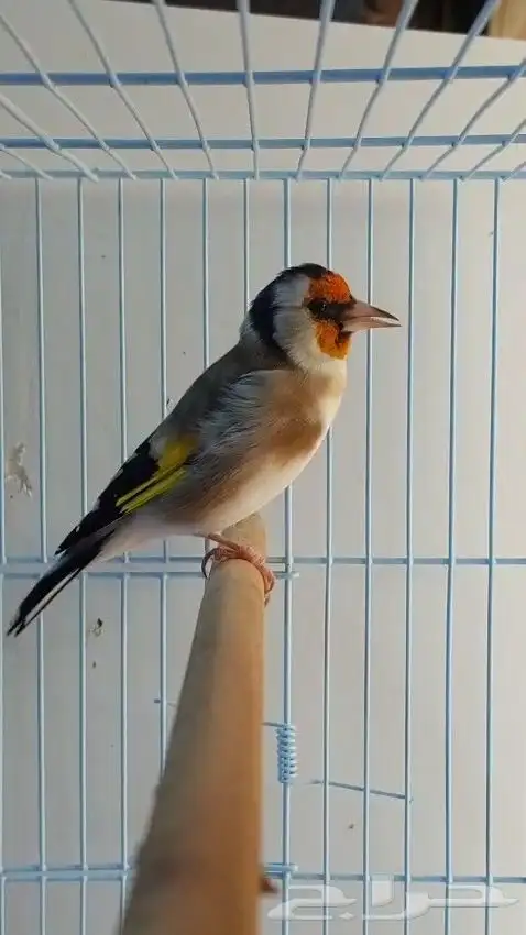 حسون تغريد نار 0