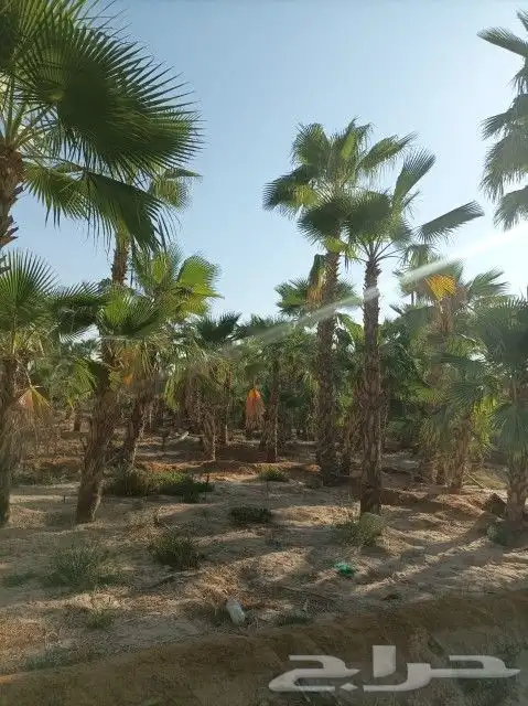 نخيل واشنطونيا ونخيل مثمر 5
