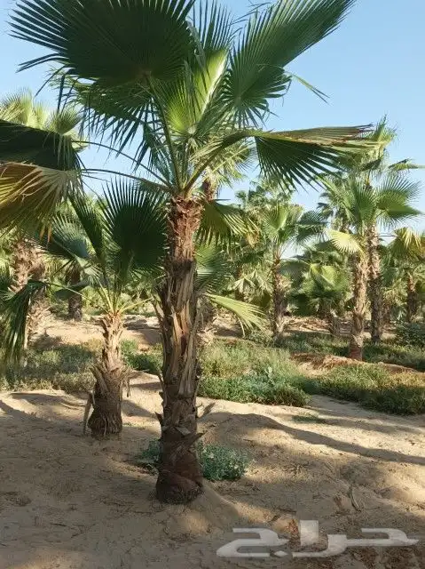 نخيل واشنطونيا ونخيل مثمر 6