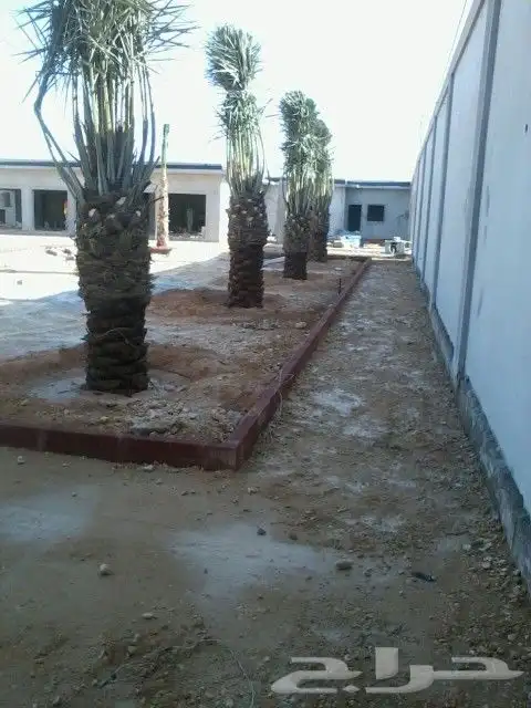 نخيل واشنطونيا ونخيل مثمر 7