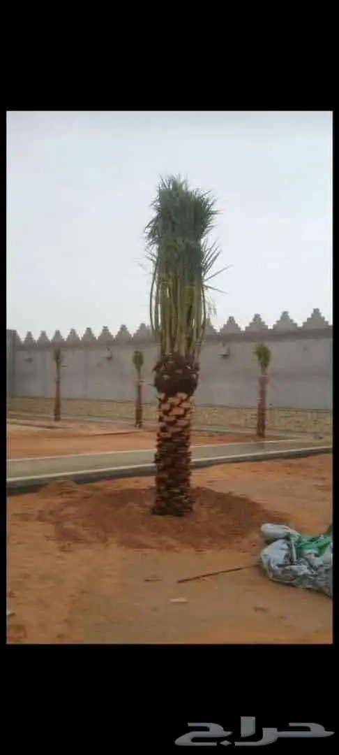 تنسيق حدائق 9