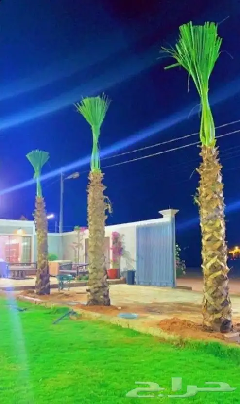 نخيل بجميع انواعه فسايل ونقايل وجثايث 2