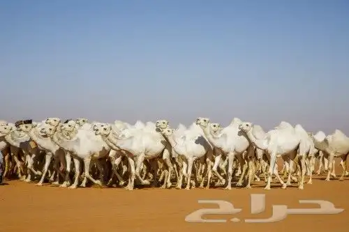 قروب انعام المواشي أمن من جميع النواحي خاص الضان المعزاء 1