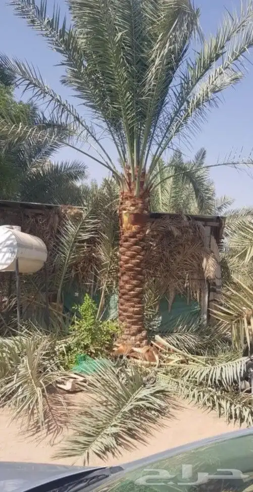 نخل للبيع نقايل فسايل نخيل صقعي مجدول واشنطني دخيني سكري غر 7
